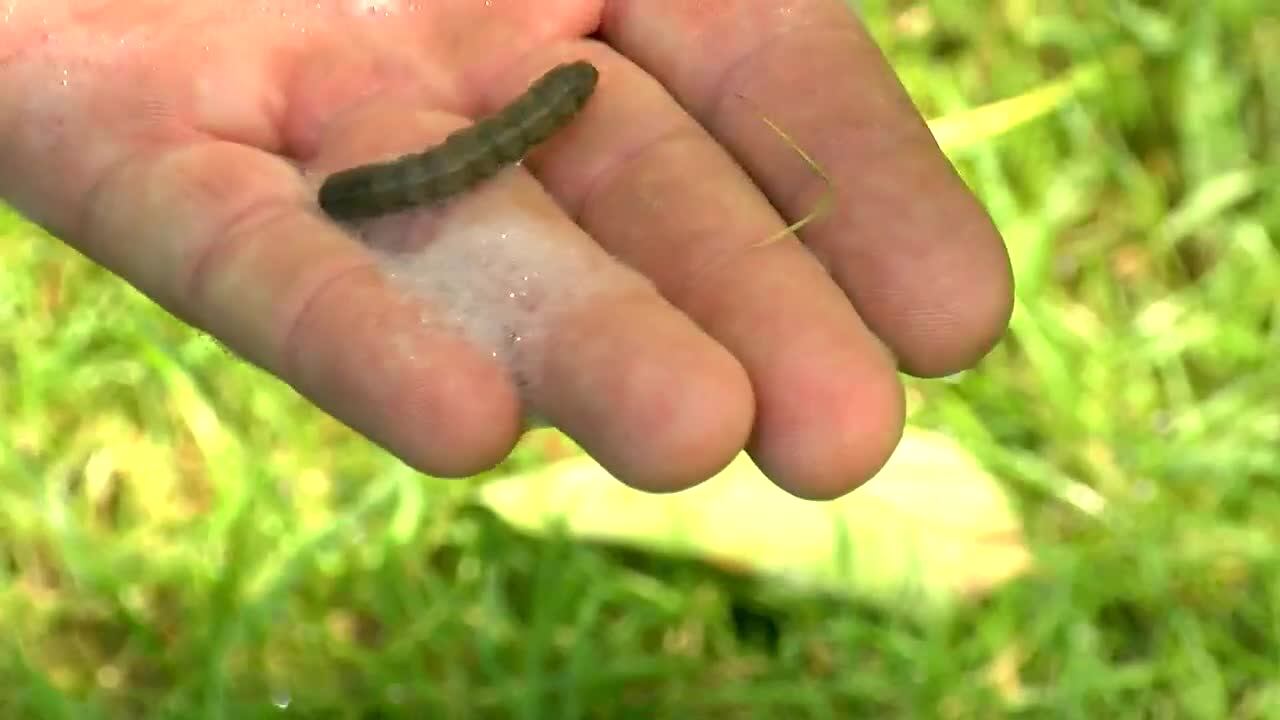 Armyworm outbreak in Northeast Ohio