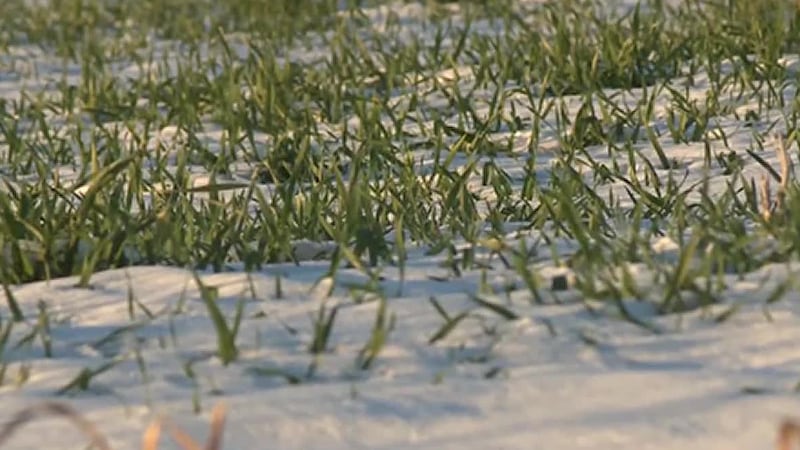 Eye on Agriculture impact of snowfall on future crops