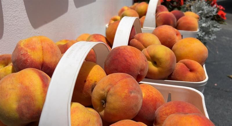This year, temperatures are the highest they have been in a while. It’s no secret, we have...