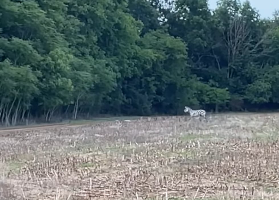 The missing zebra was located in a field right off the interstate.