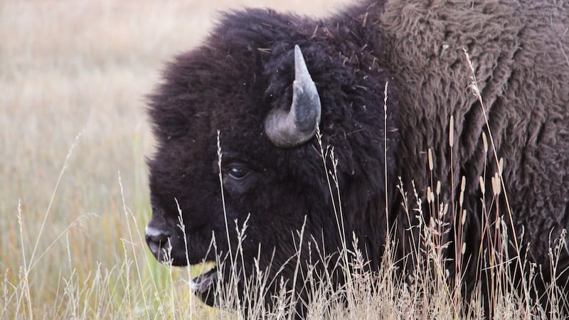 A bison grazes in the Upper Geyser Basin at Yellowstone National Park, Monday, Sept. 25, 2023.