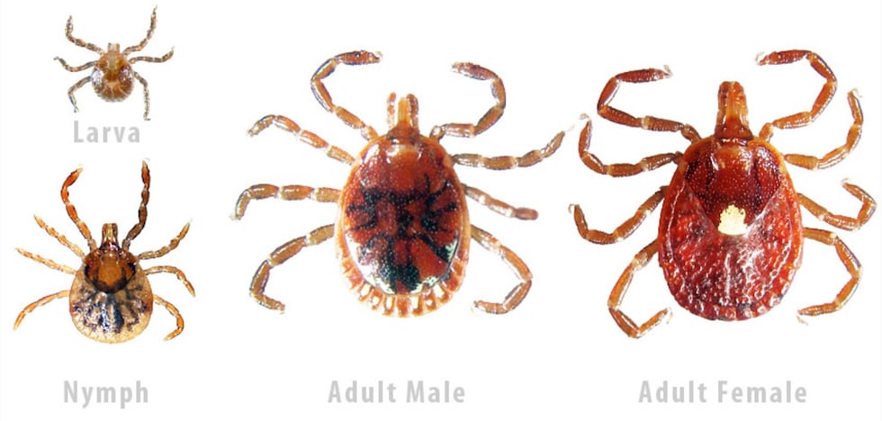 lone star tick
