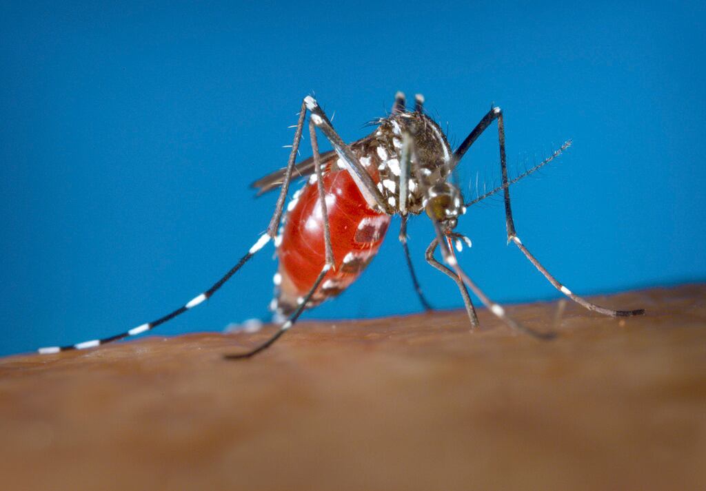 Un mosquito Aedes albopictus sobre un ser humano. Foto entregada por los Centros para el...