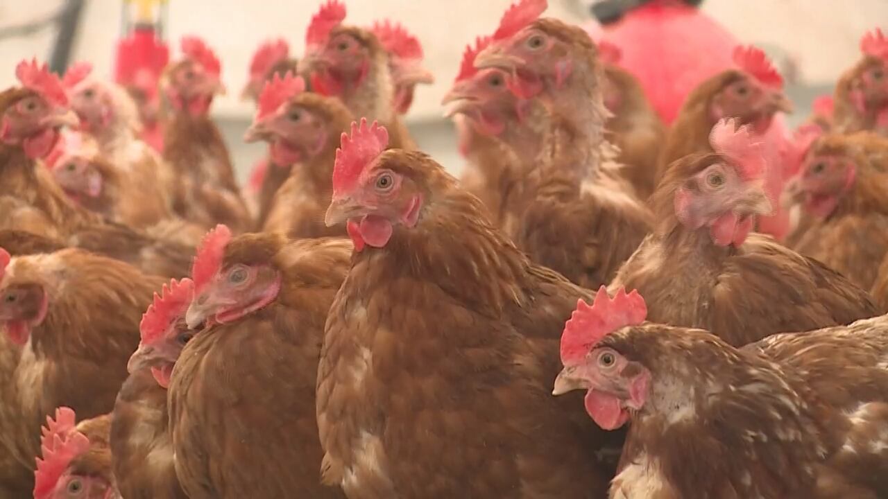 In Northeast Arkansas, counties like Sharp County are known for their poultry production.