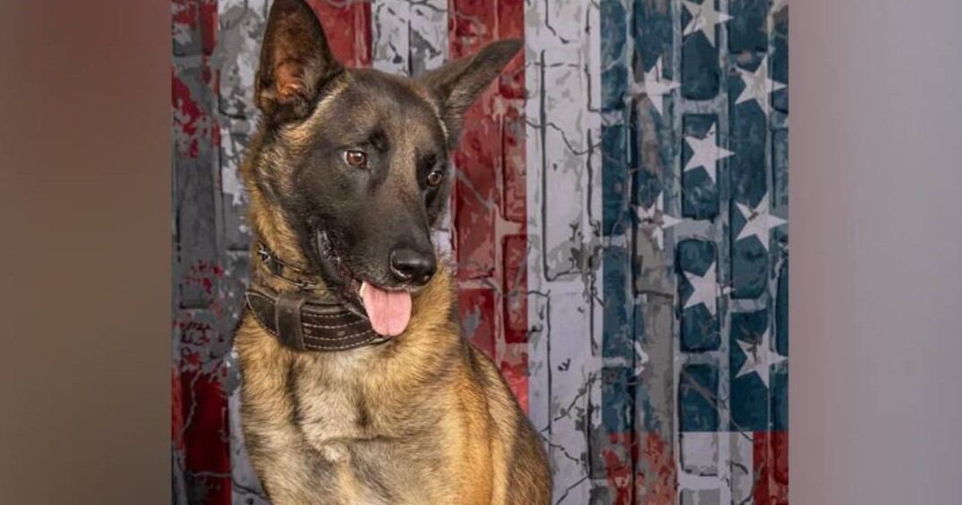 The Richland County Sheriff’s Department (RCSD) announced the ing of K9 Wick, who was hit...