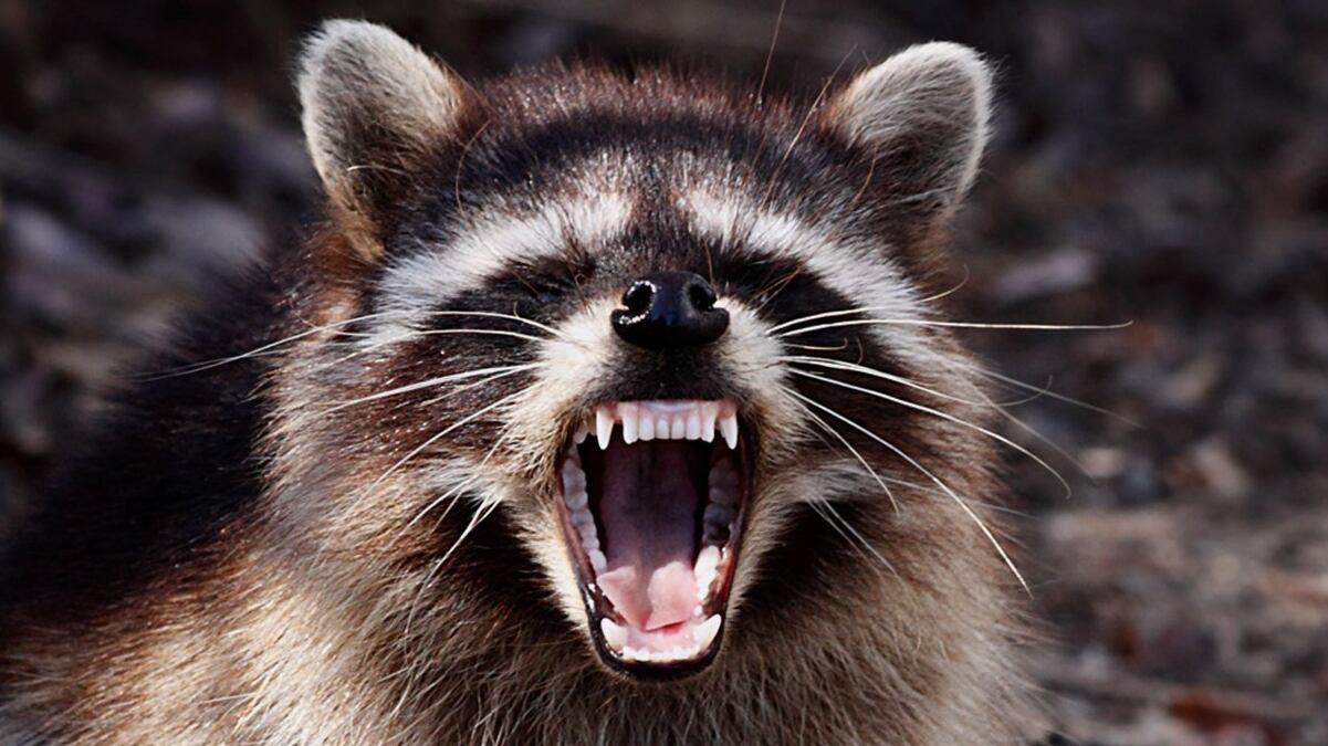 Rabid raccoon