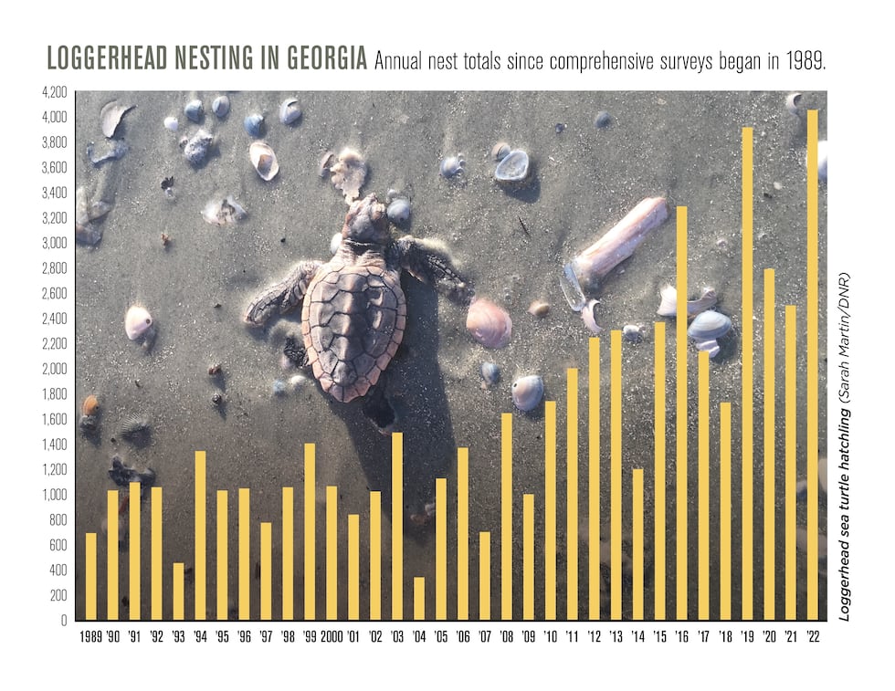 Loggerhead nesting in Georgia