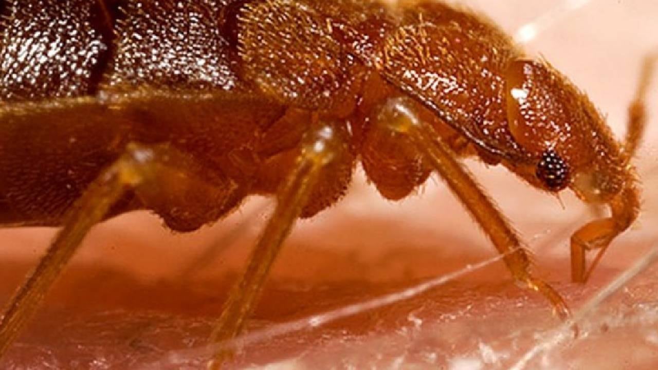 Bedbug
