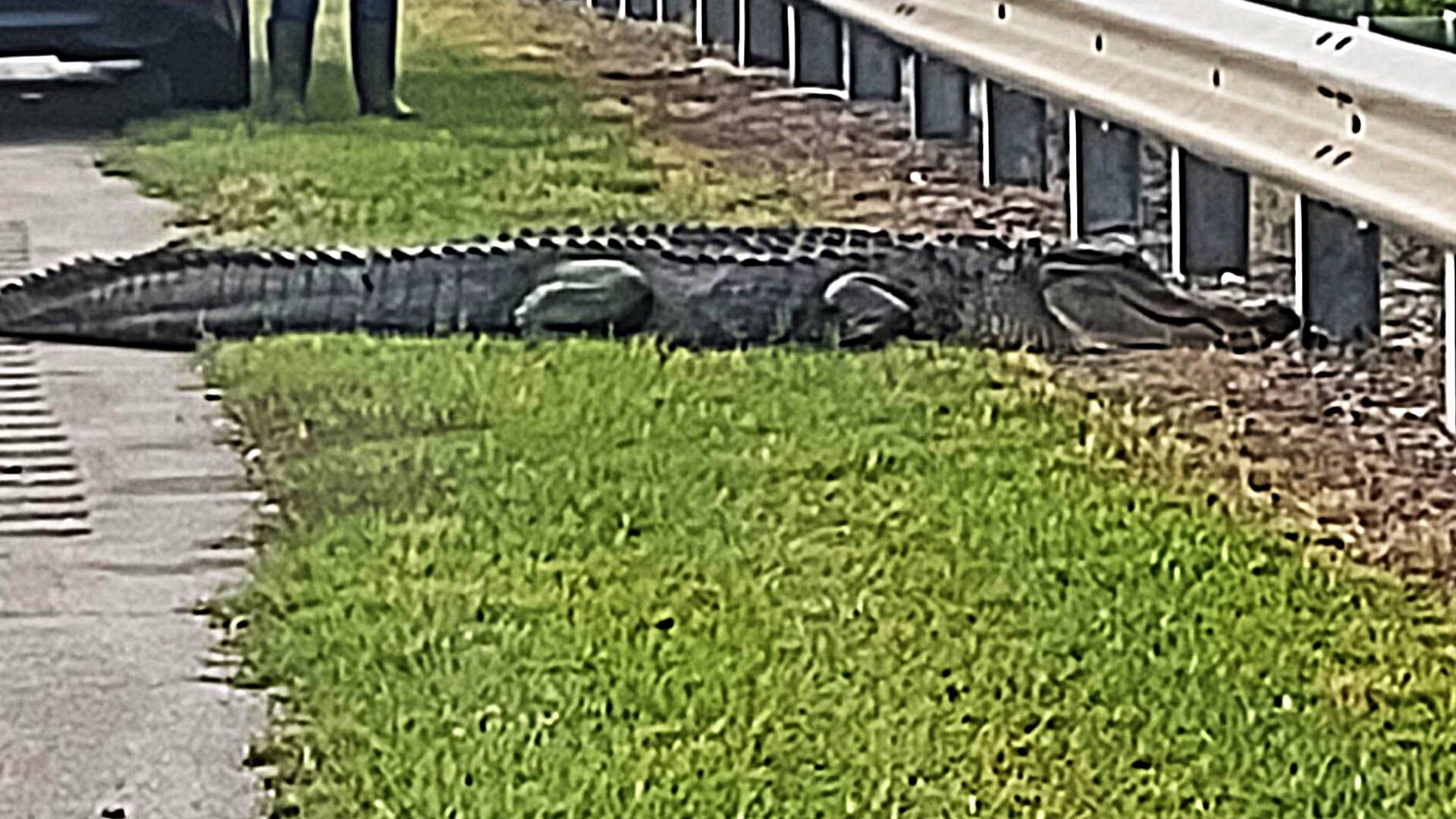Alligator spotted on Doug Barnard Parkway on May 18, 2024.