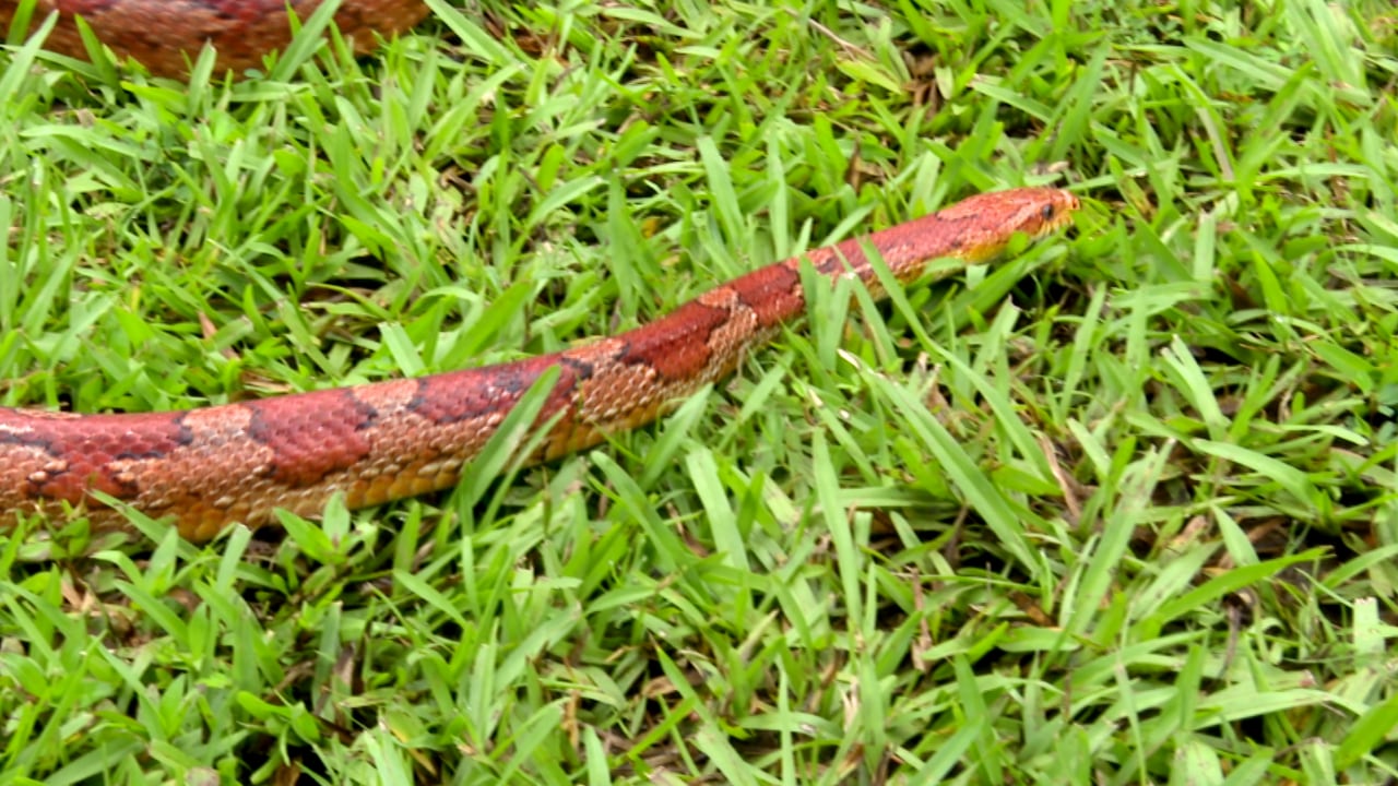 Snake season in CSRA