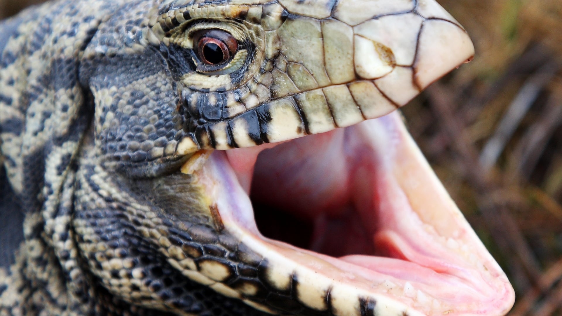 Argentine black and white tegu