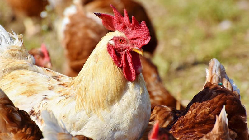Indiana now free from bird flu, BOAH report shows