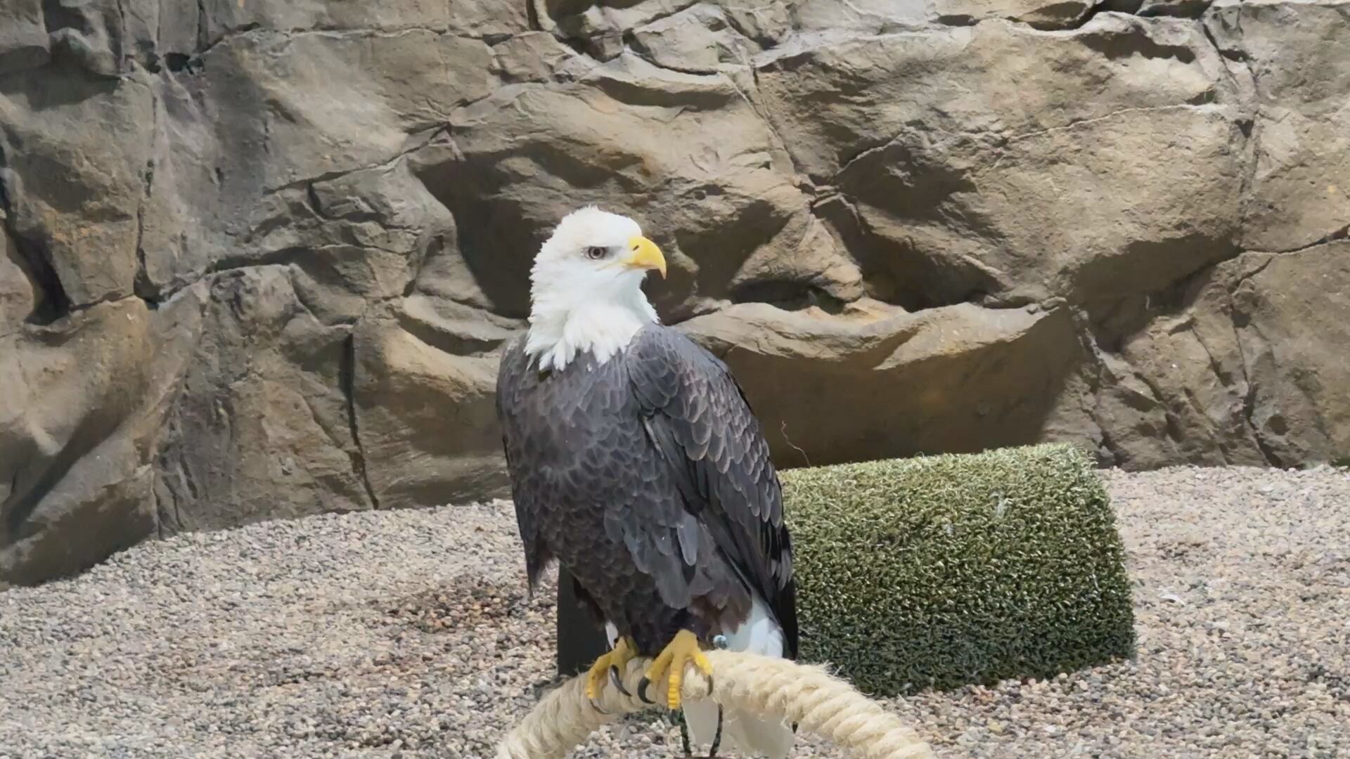 Bald Eagle at the National Eagle Center in Wabasha, MN