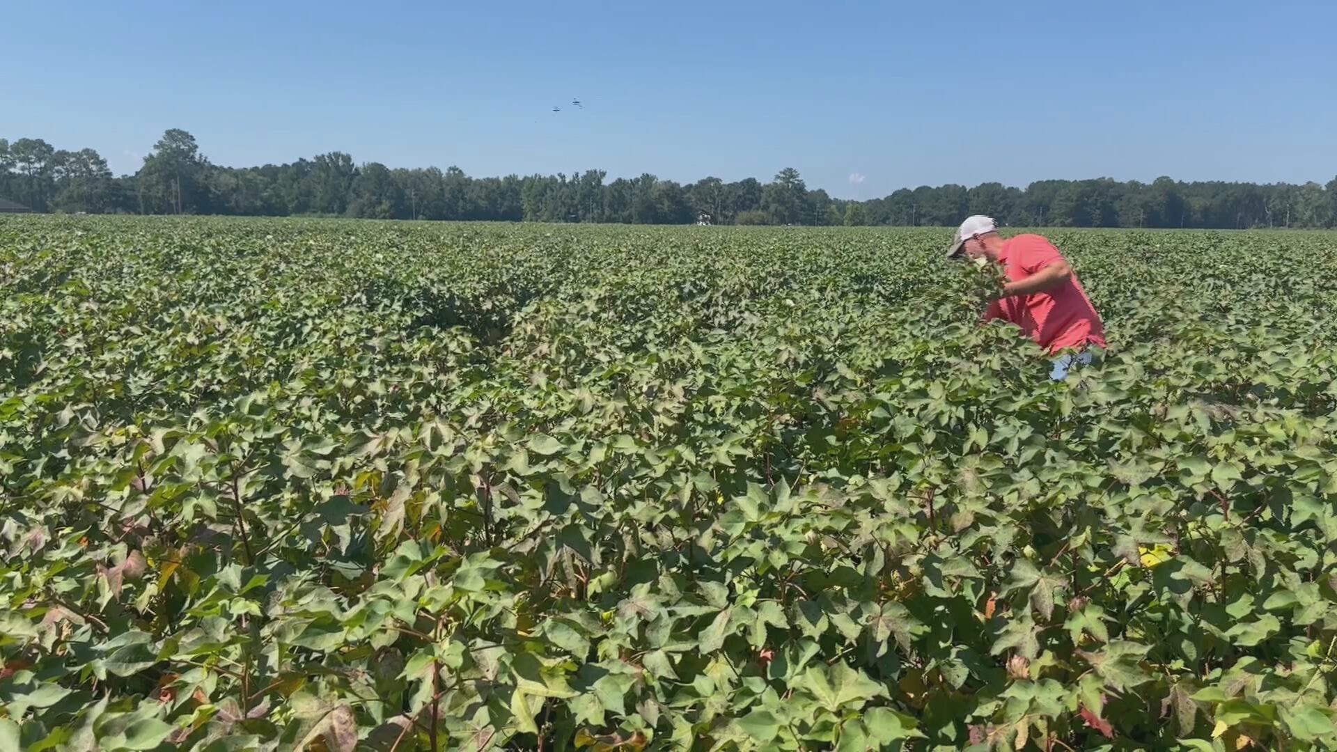 Guyton’s ‘Shiloh Farms’ owner earns 2024 Georgia Farmer of the Year title; Meet Bruce Redmond