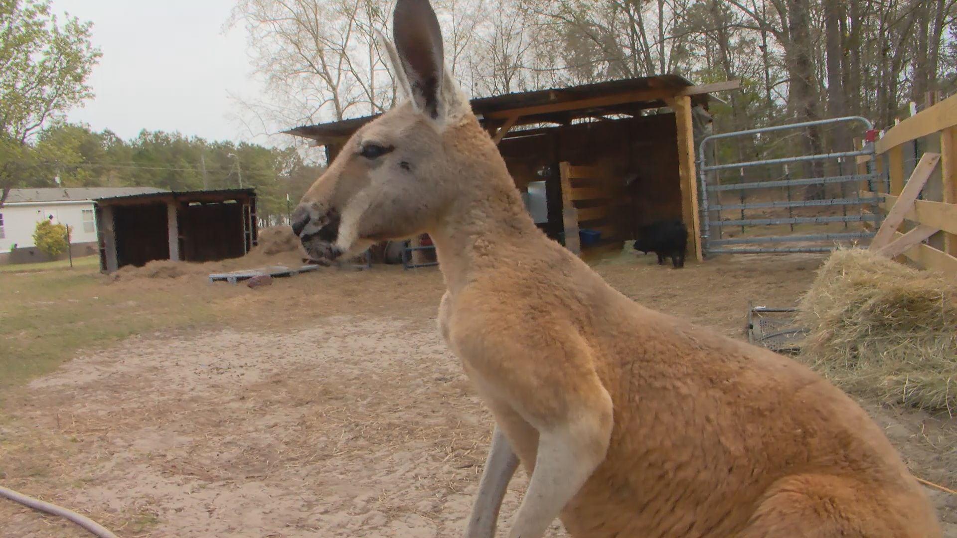 An Horry County kangaroo is back with his family after a brief “field trip” in his Aynor...