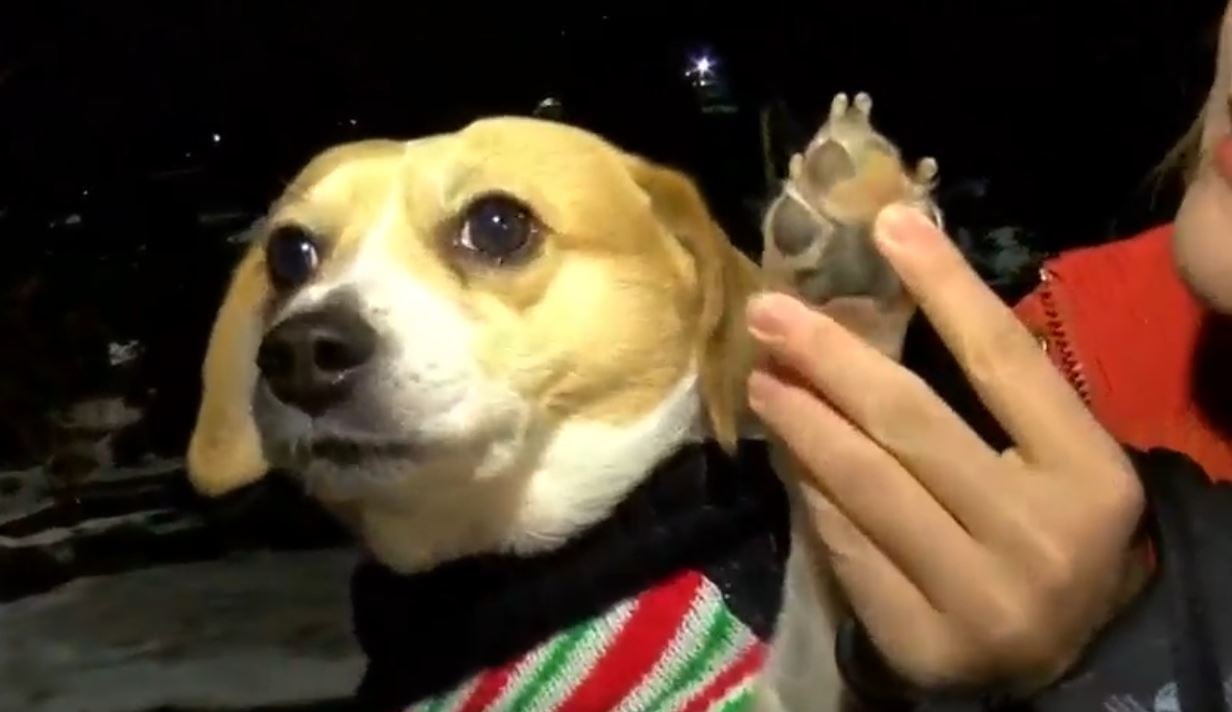 Checking your dogs paws is one thing to after they walk in the snow.