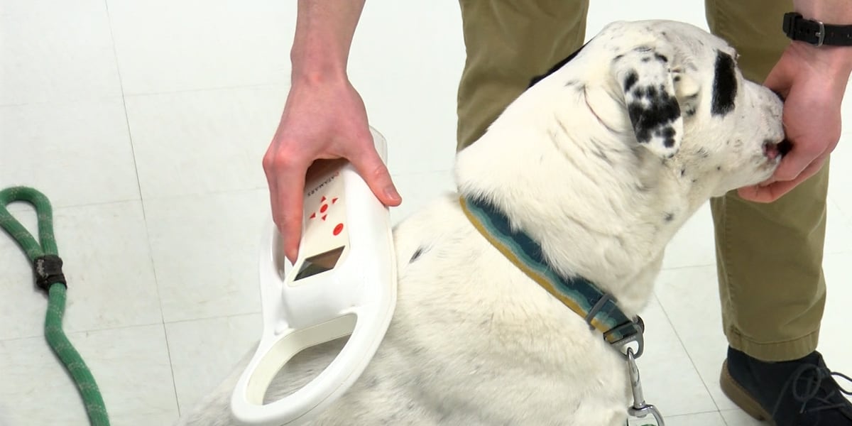 Pet microchip company goes dark, affecting millions