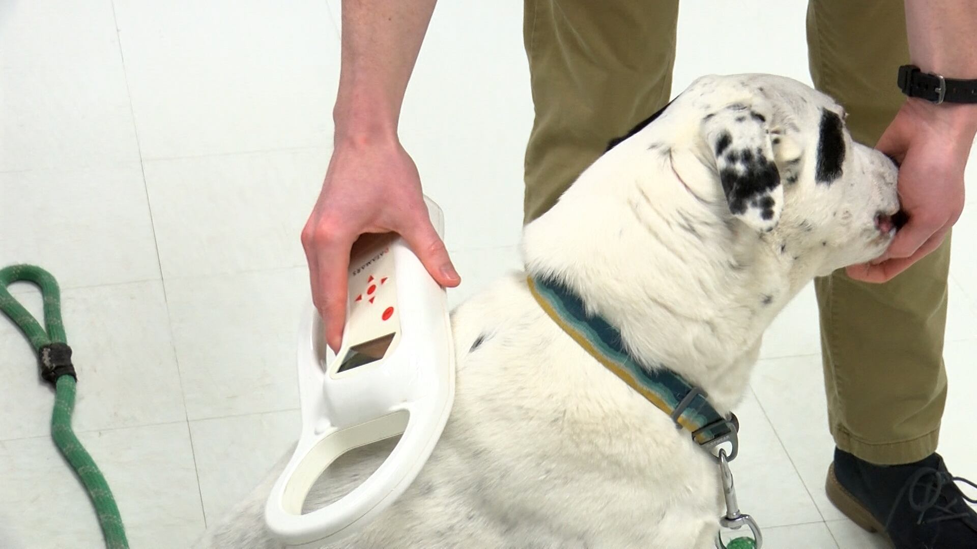 A Charlotte veterinary clinic is urging pet owners to check their animals’ microchip...