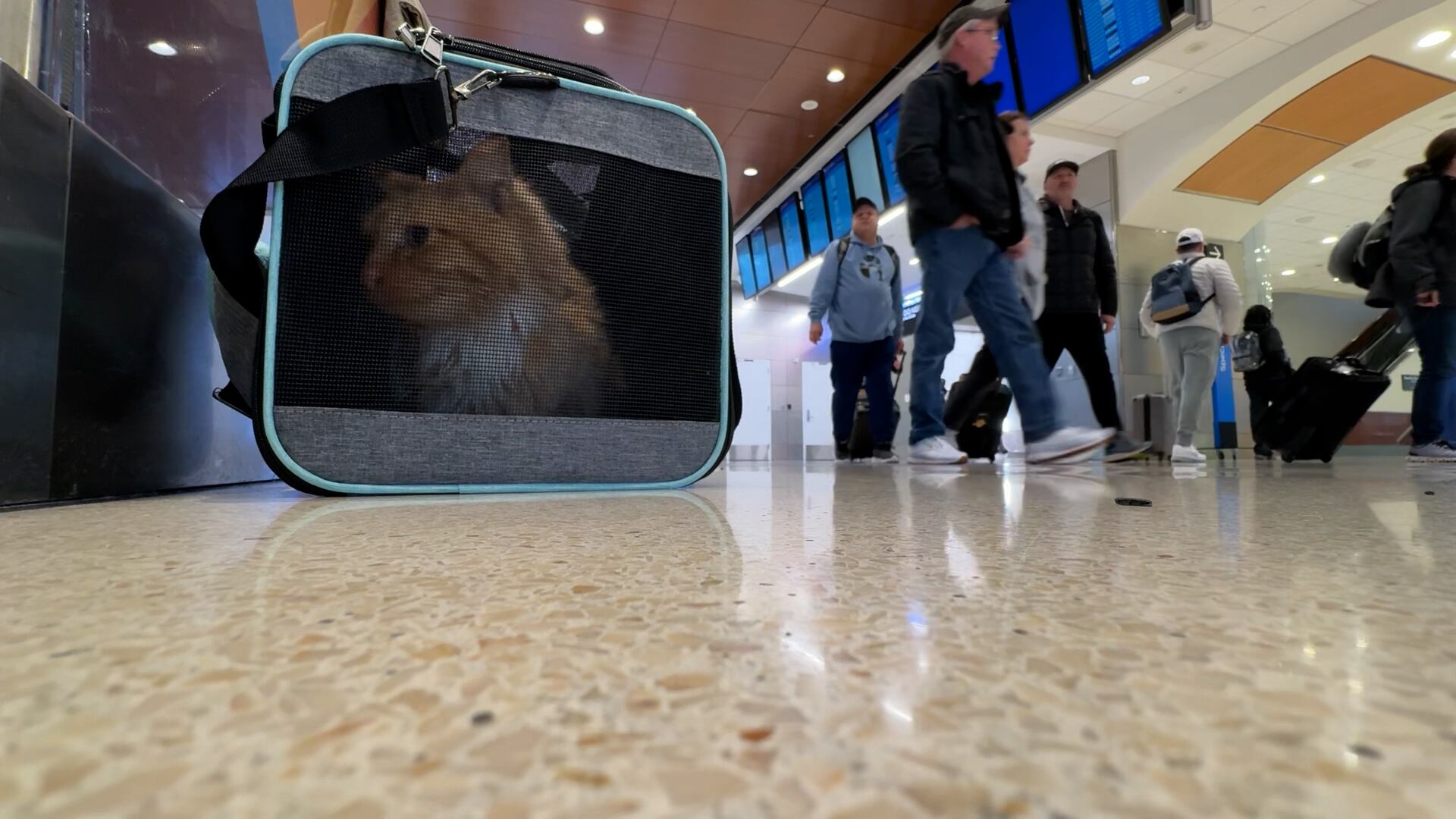 Rutherford the cat, returning home after being lost for 11 years, sits in his TSA-approved...