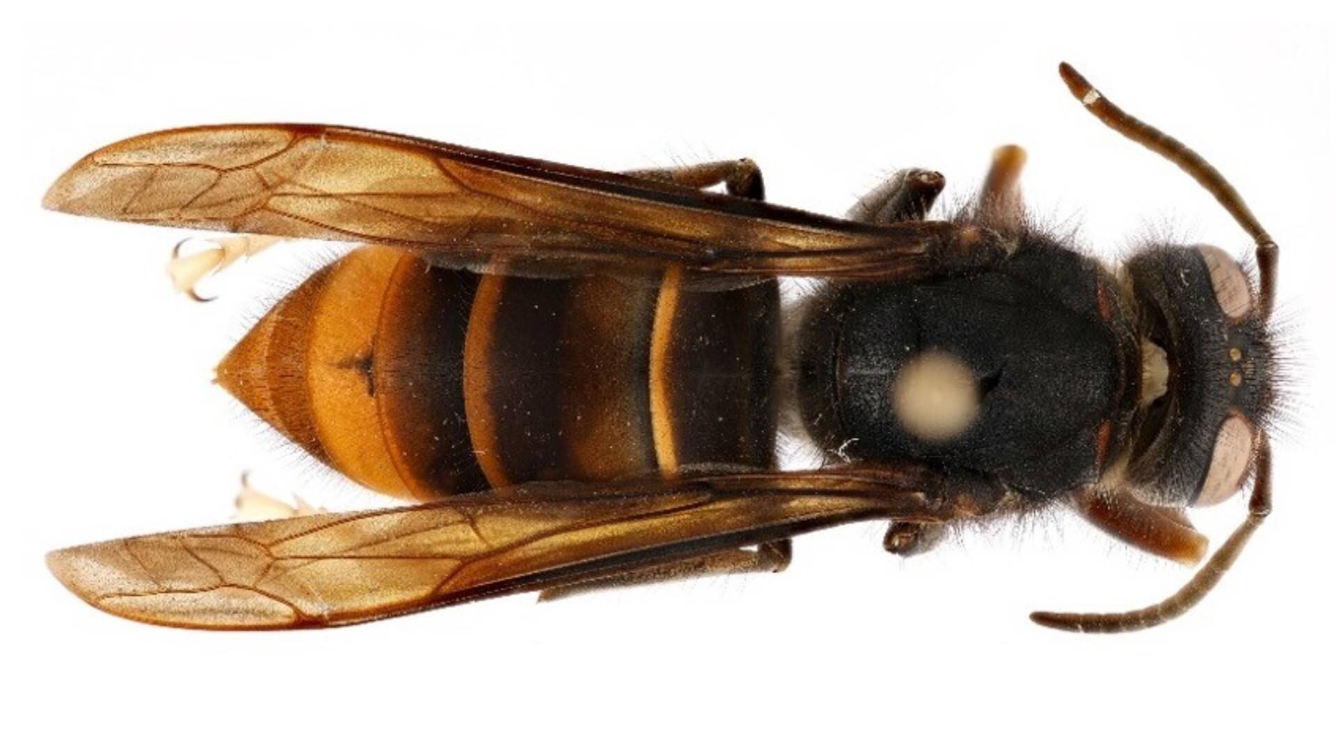 Yellow-legged hornet