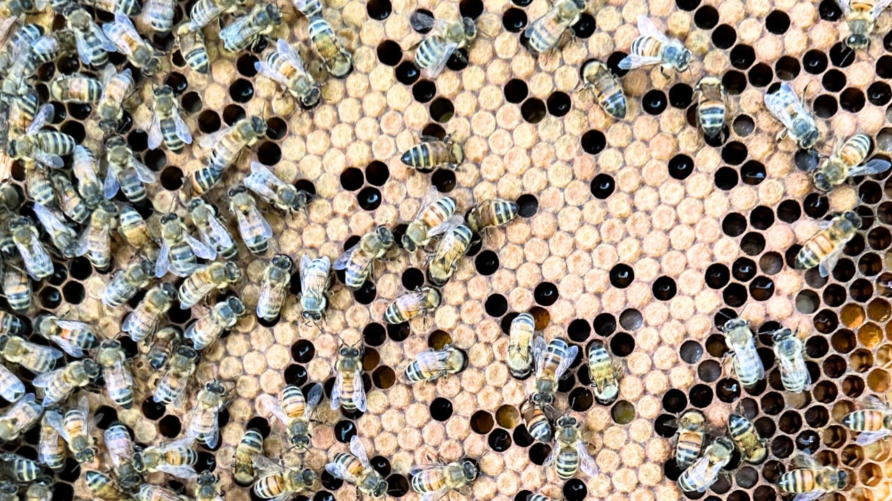 Bees