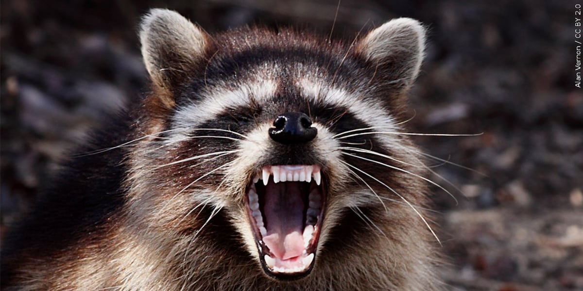 Spanish Raccoon Raccoon tests positive for rabies in Columbia County