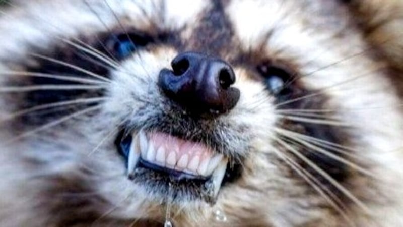 Raccoon