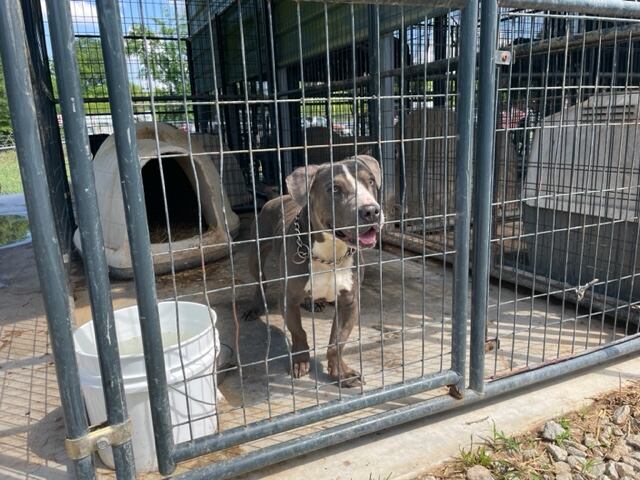 Orangeburg County pet ordinance