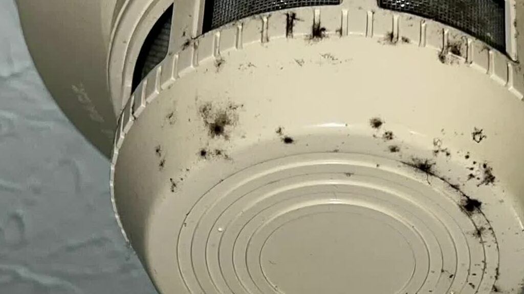 City and Cedar Point officials are taking action to take care of mold that was reported in...