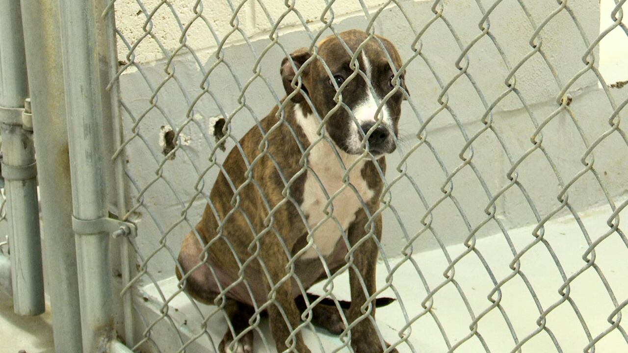 Augusta Animal Services