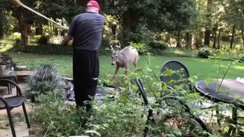 Newton County man gored by deer in his backyard