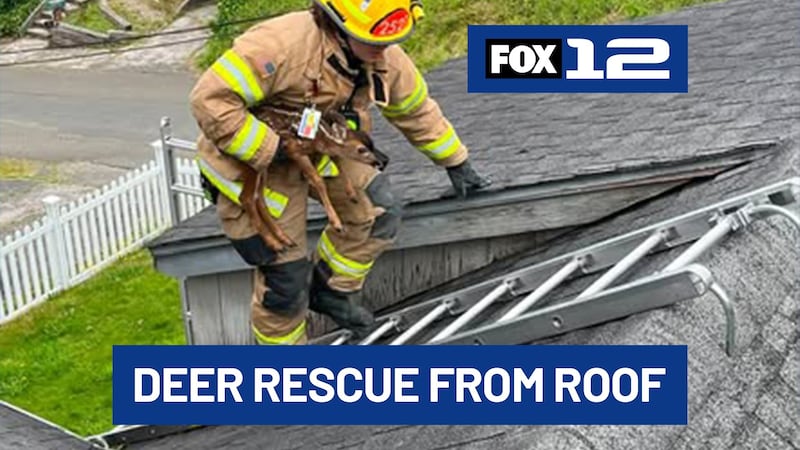 An Astoria Fire Department crew rescued a young deer after it got itself trapped on the roof...